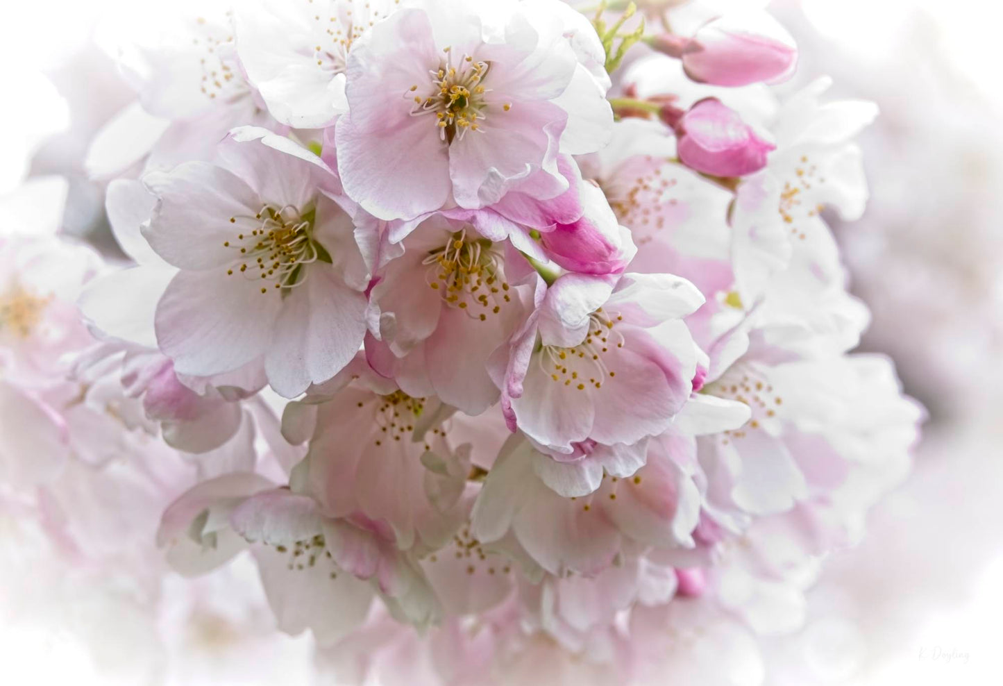 Victoria Cherry Blossom