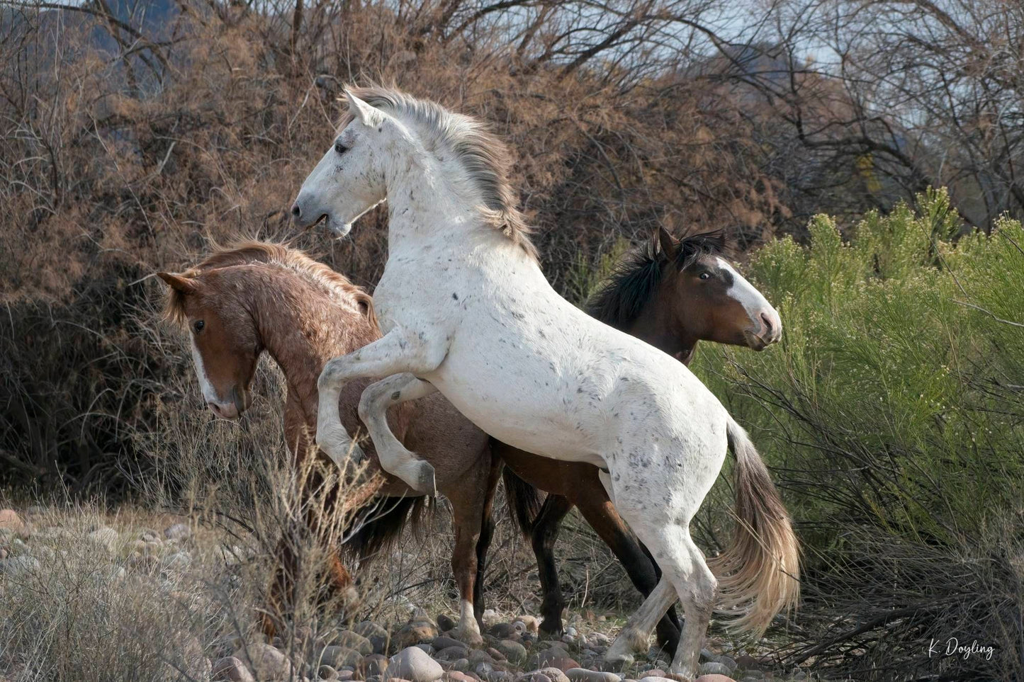 Wild Horses