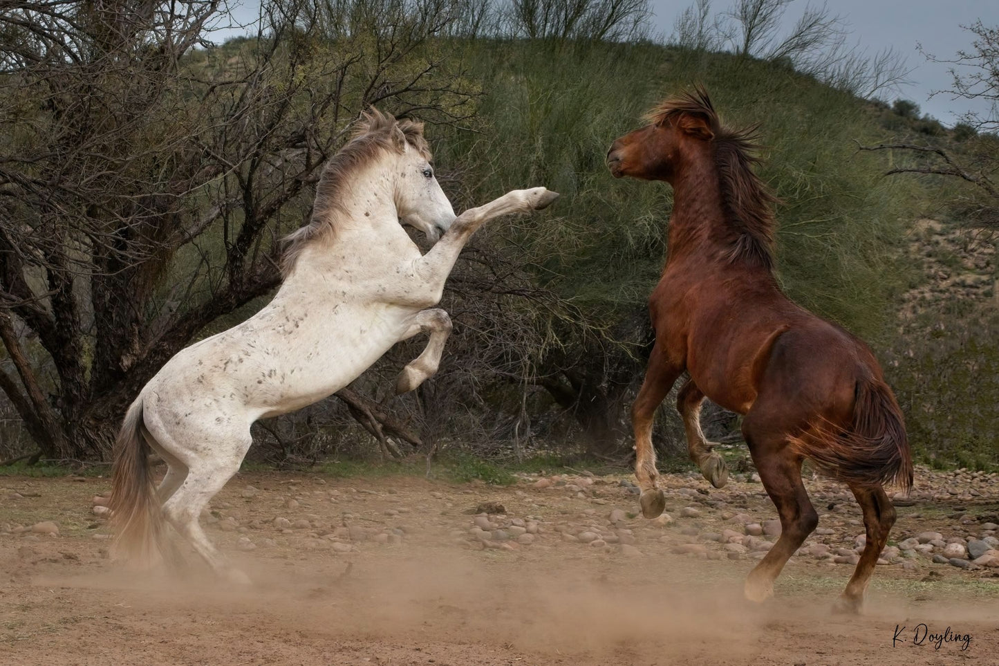 Let's Dance