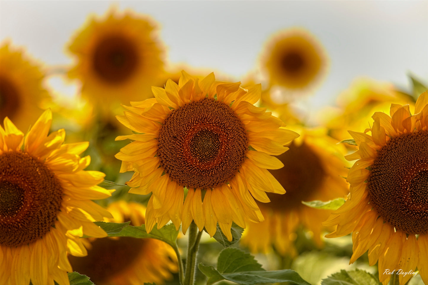 Hello Sunshine