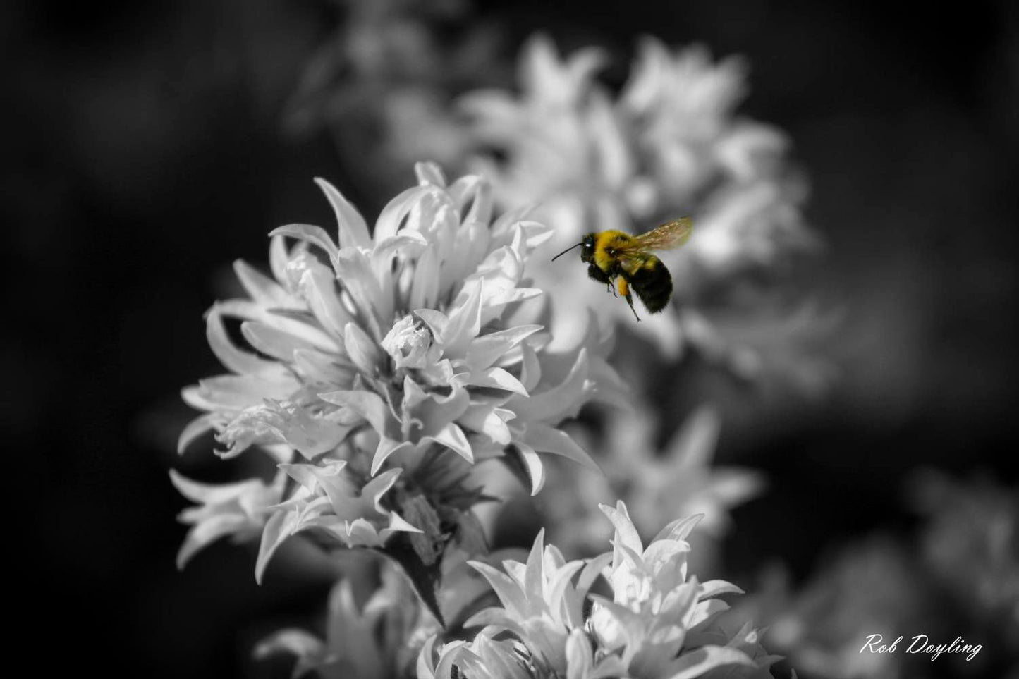 Humble Bumble