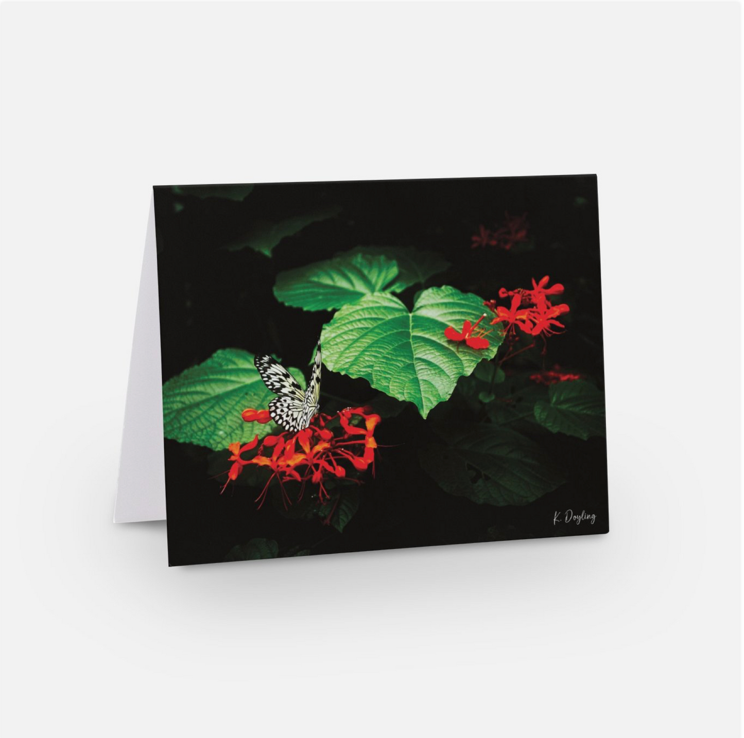 Greeting Card 10 Pack - Rice Paper Butterfly