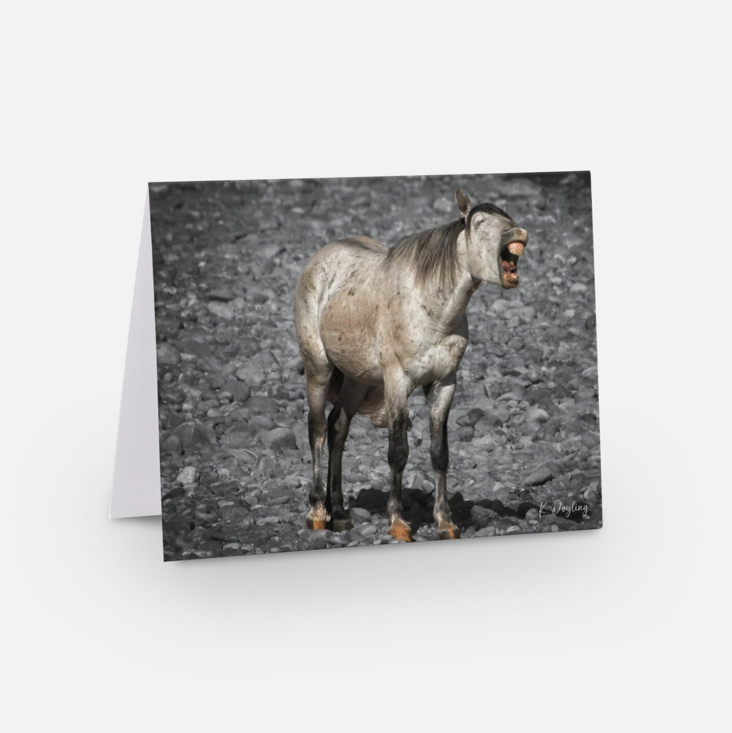 Greeting Card 10 Pack - Hee Haw