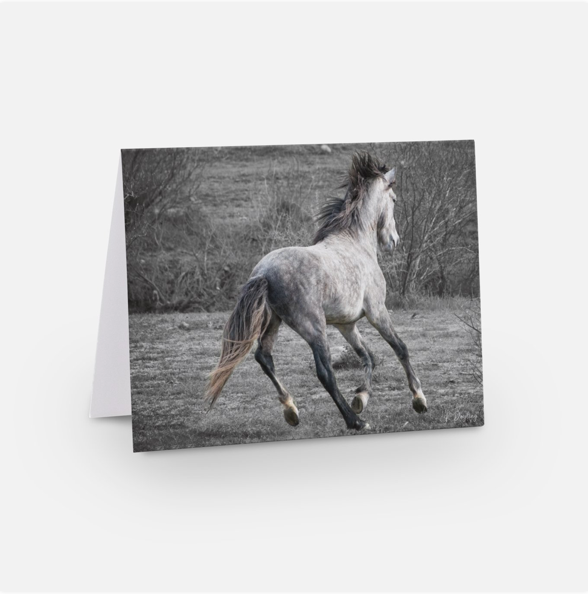 Greeting Card 10 Pack - Freedom