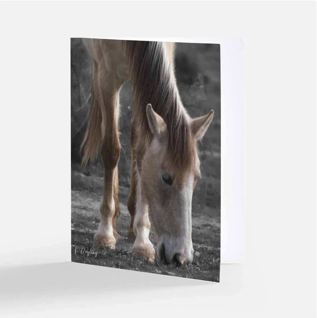 Greeting Card 10 Pack - Free Spirit