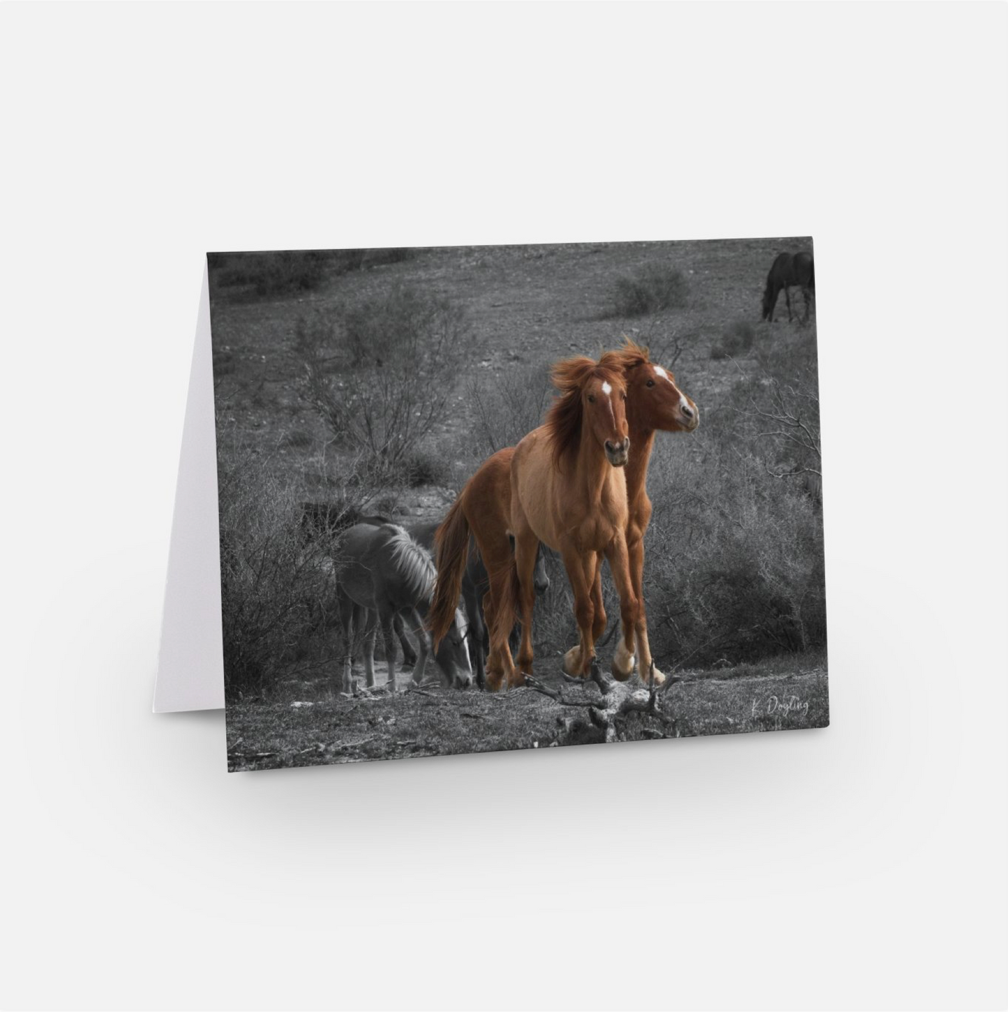 Greeting Card 10 Pack - In the Wind