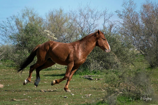 Running Free