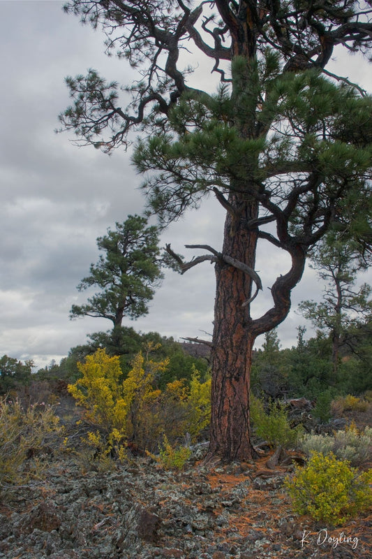 Painted Tree - Bandera Volcano