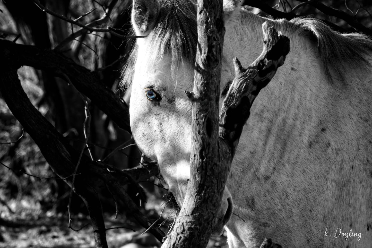 I See You