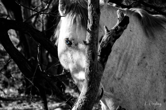 I See You