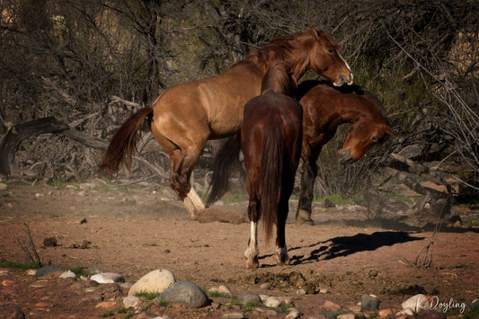 Stallions at Play