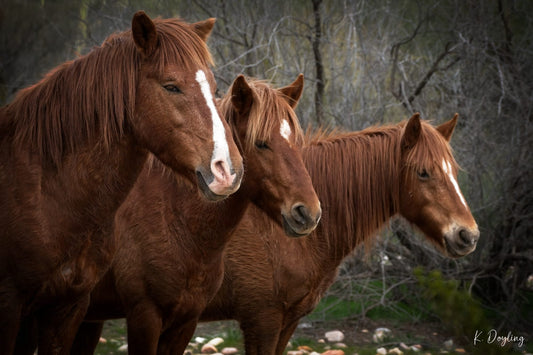Then There Were Three - Wild Horses