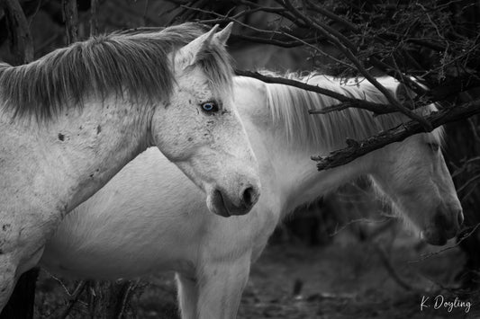 Stallion and His Mare