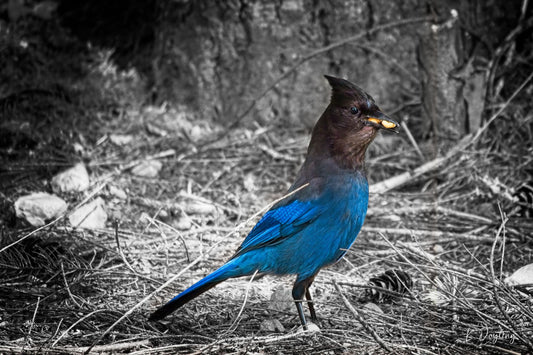 Stellar's Jay