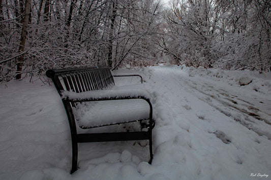 Winter Walk Pleasant Woods Park