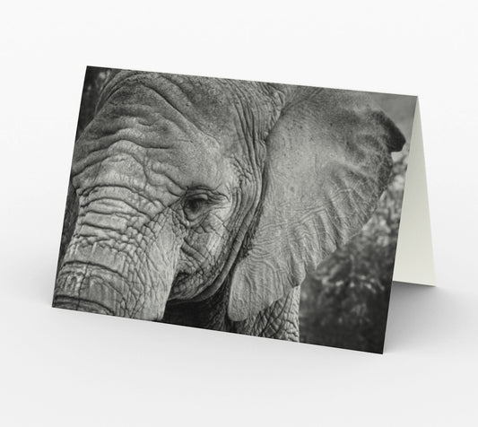 Ellie - Set of 3 Greeting Cards