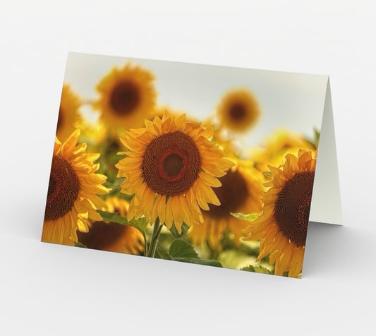 Hello Sunshine - Set of 3 Greeting Cards
