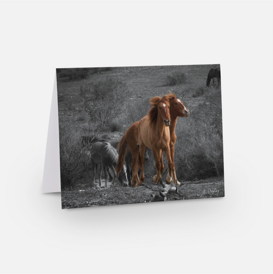 Greeting Card 10 Pack - In the Wind