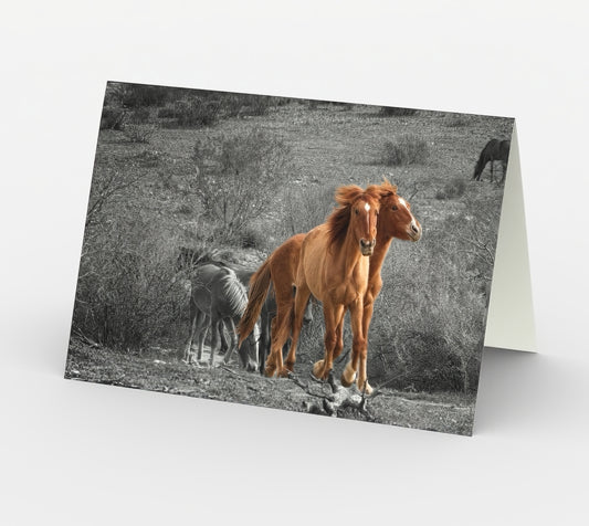 In the Wind - Set of 3 Greeting Cards