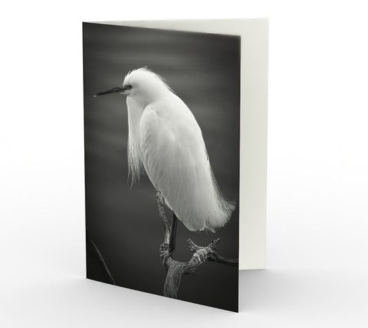 Spiritual Leader - Set of 3 Greeting Cards